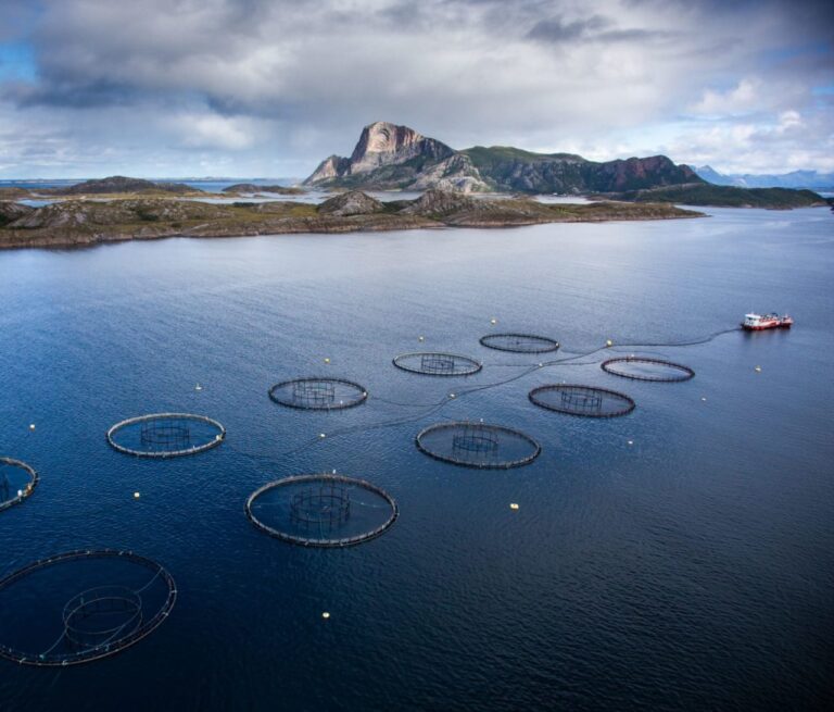 Bild für den Artikel Nachhaltiger Lachs